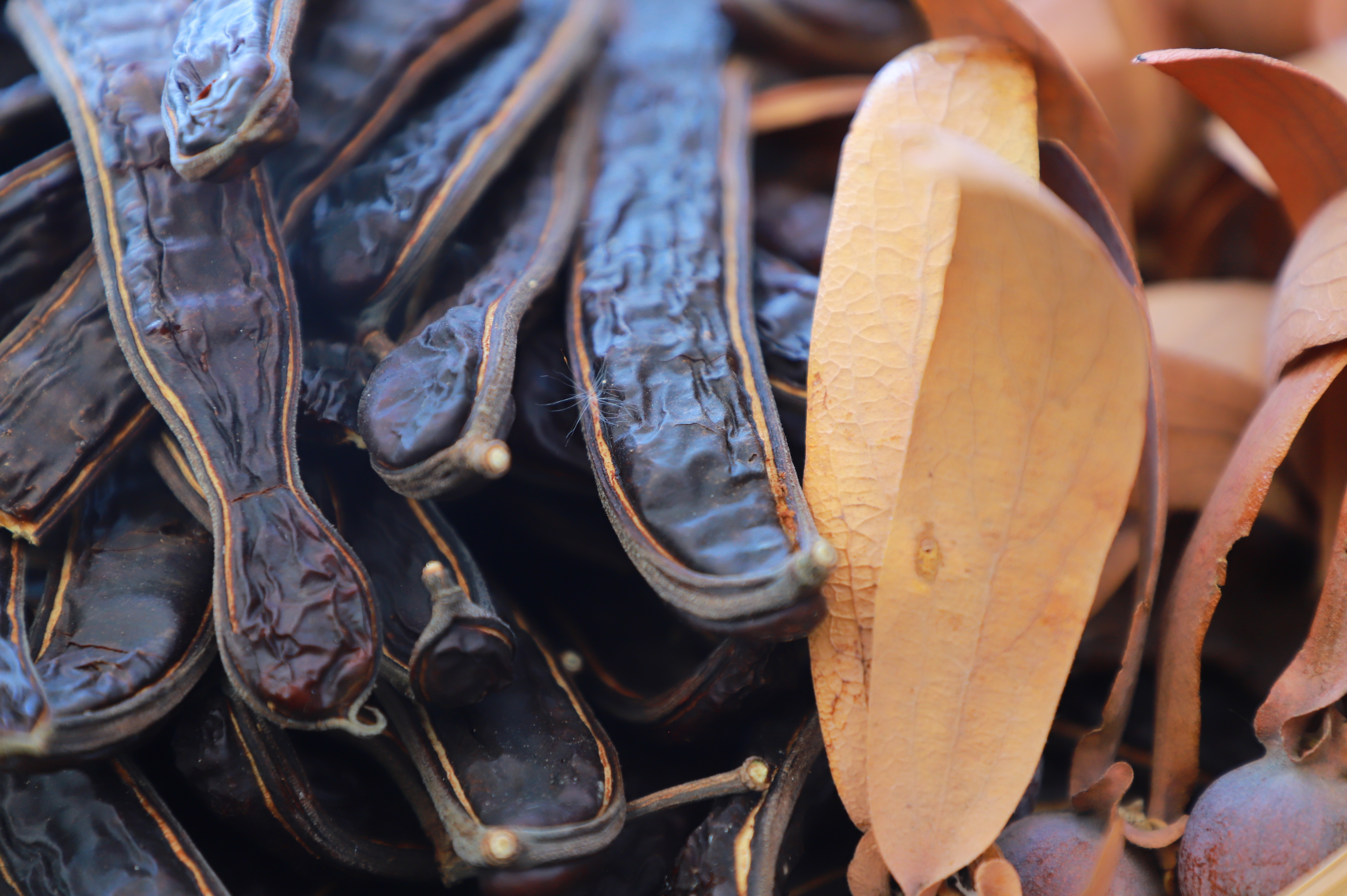 title - รองเลขาฯ ส.ป.ก. ร่วมงานมหกรรม “จากพันธุกรรม สู่ความยั่งยืน” รวมพลังอนุรักษ์ทรัพยากรไทย สร้างความมั่นคงทางอาหารอย่างยั่งยืน และการพึ่งพาตนเองในยามวิกฤต